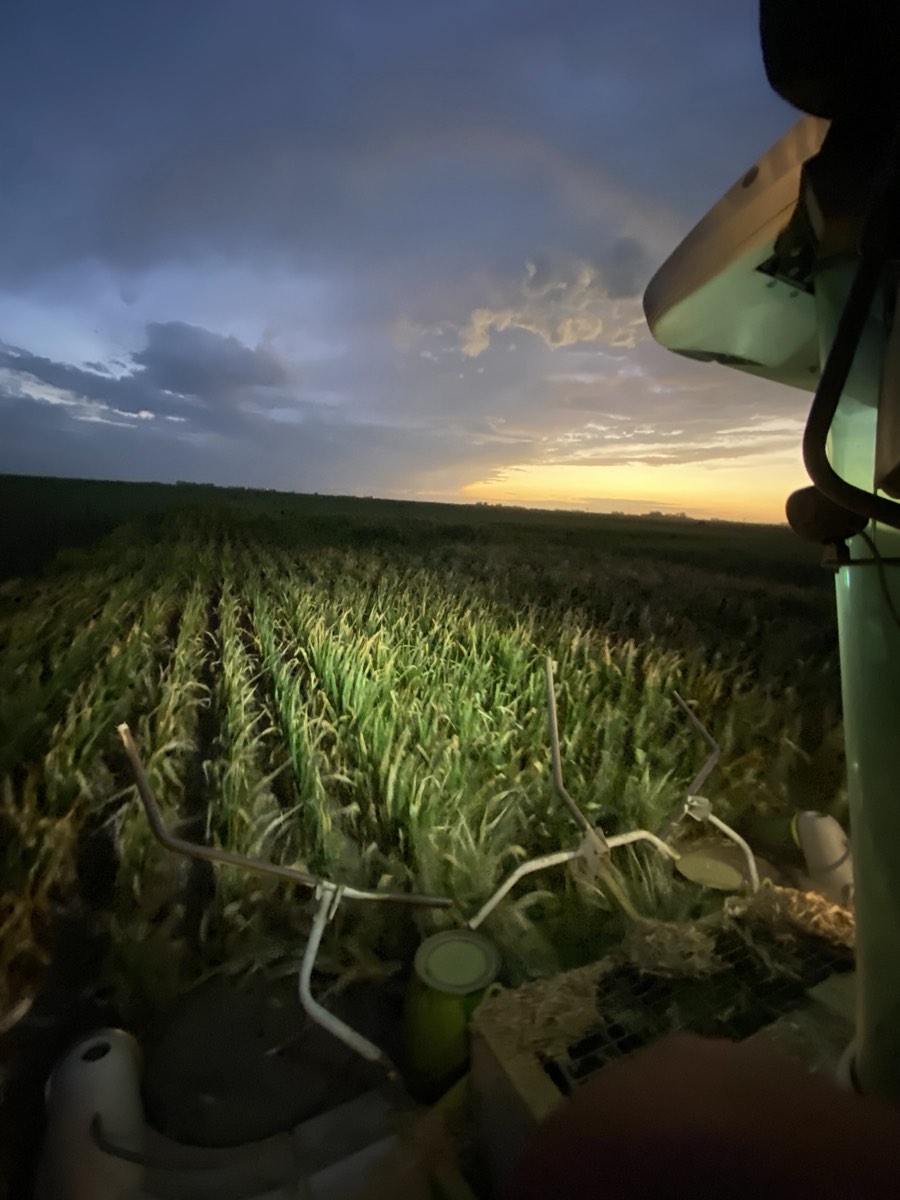 Vista desde la cabina de una picadora al atardecer, trabajando en el lote