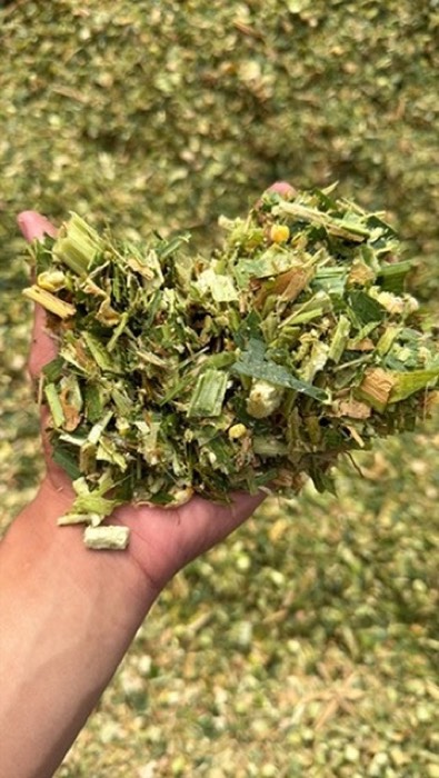 Forraje recién picado, con el tamaño de partícula parejo